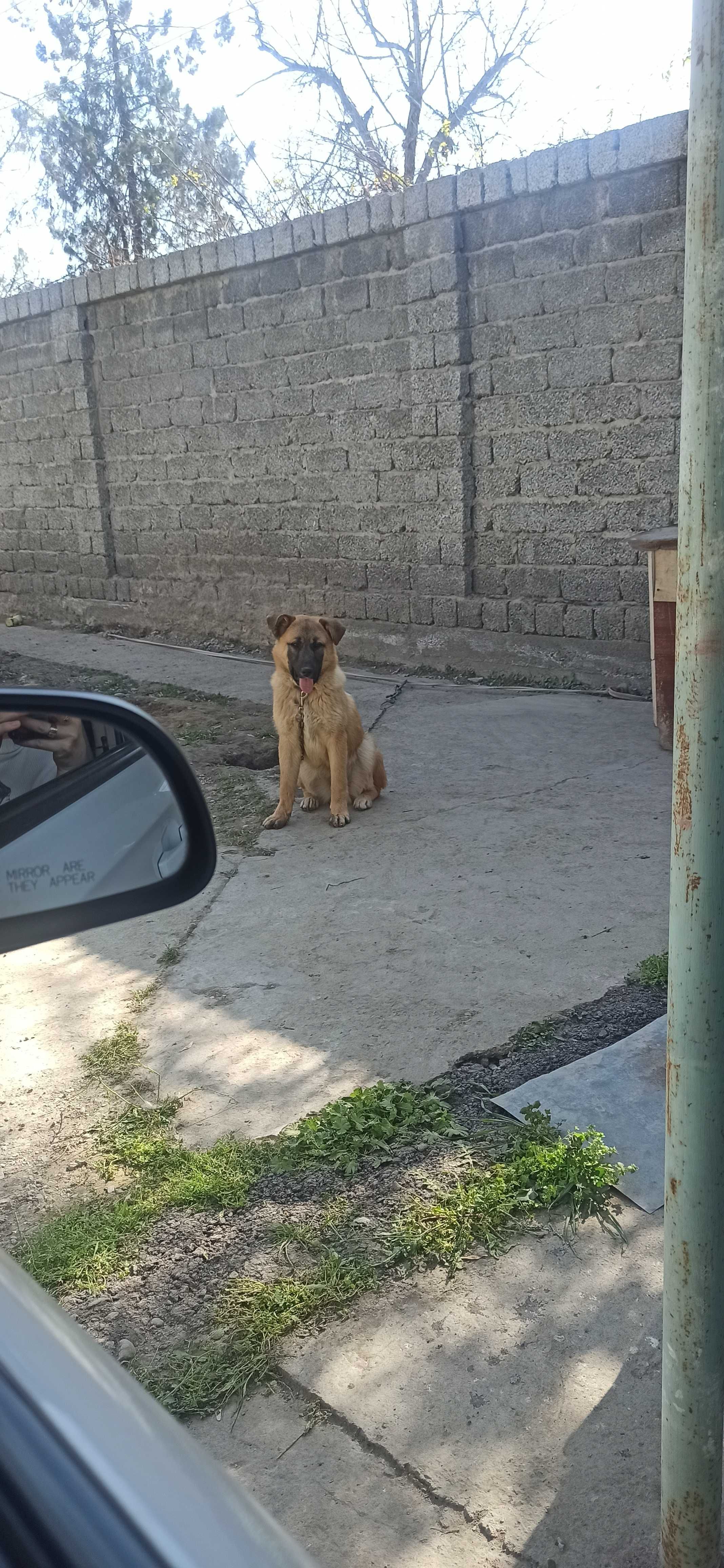 Отдадим друга в хорошие и добрые руки