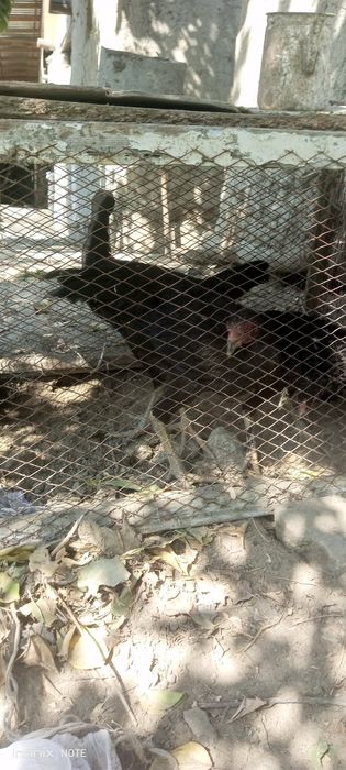 Куланги жужа хуроз сотилади