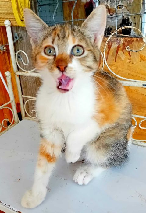 Adoptie pui de pisica roscat tigrat gradinita Miau miau