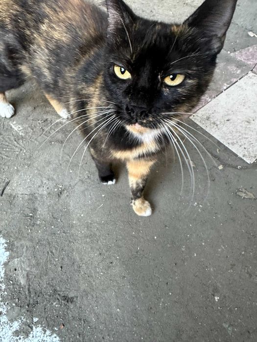Pisici pentru adoptie