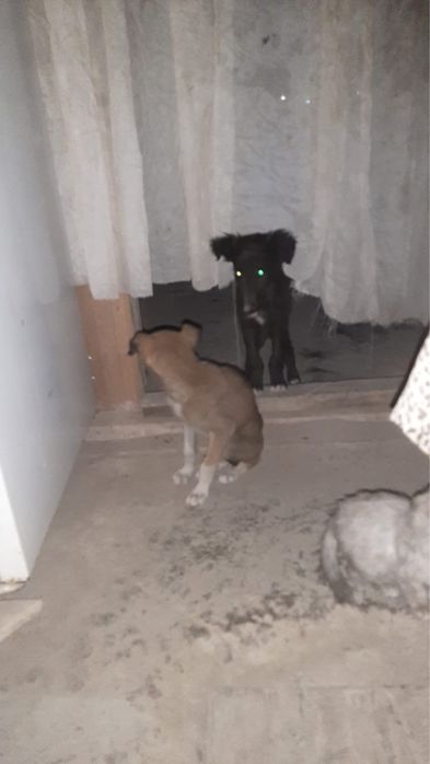 тазы кабель и сучка