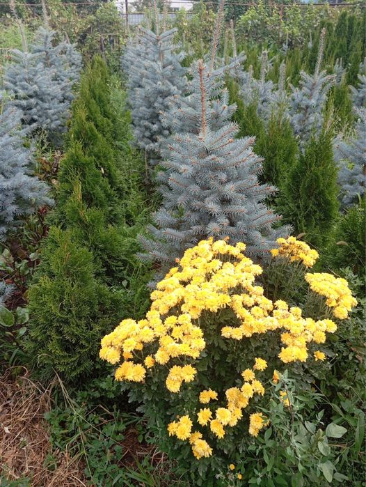 Туи ели самшит от саженцев до больших деревьев