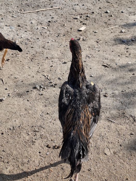 Кул Хуроз сотилади