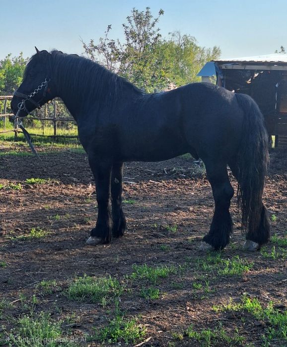 Armăsar Sânge rece unguresc