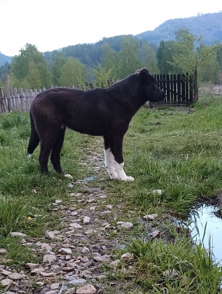 Vând mascul 4 luni