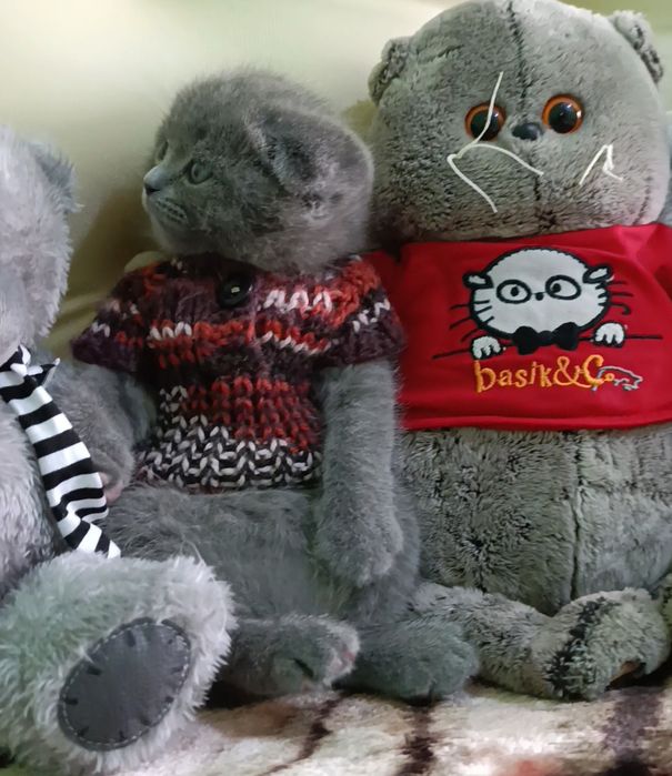 Zotdor mushuk bolalari sotiladi skottish-fold