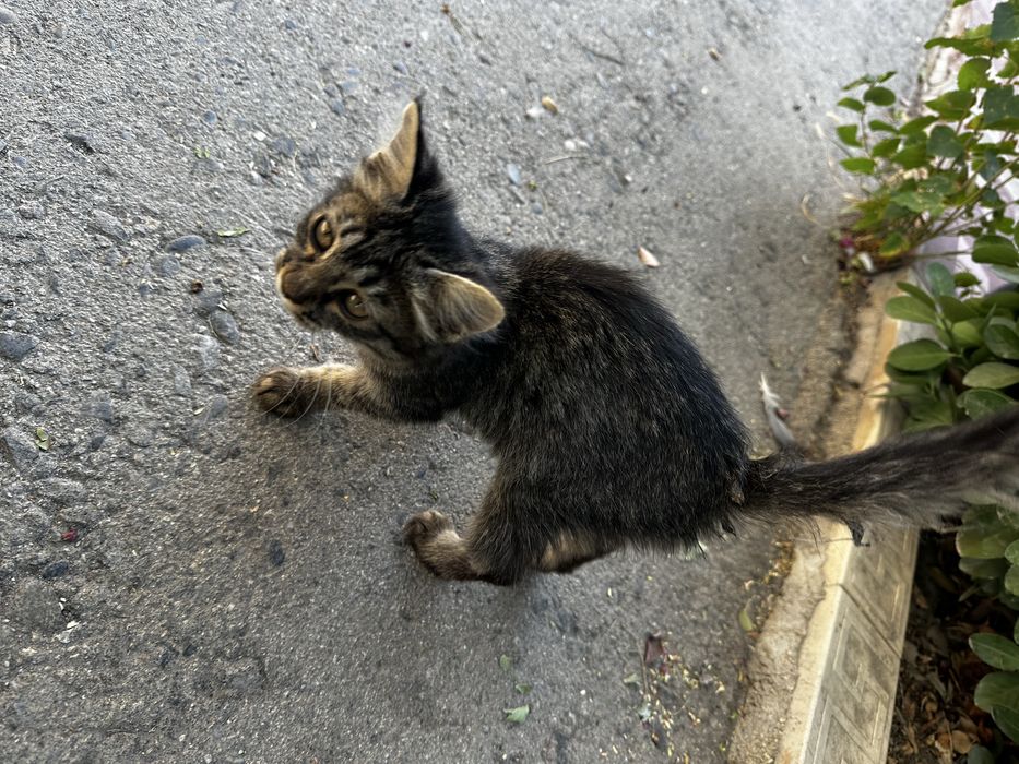 Котята,  две девочки в добрые руки