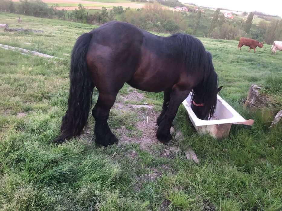 Armasar negru cuminte