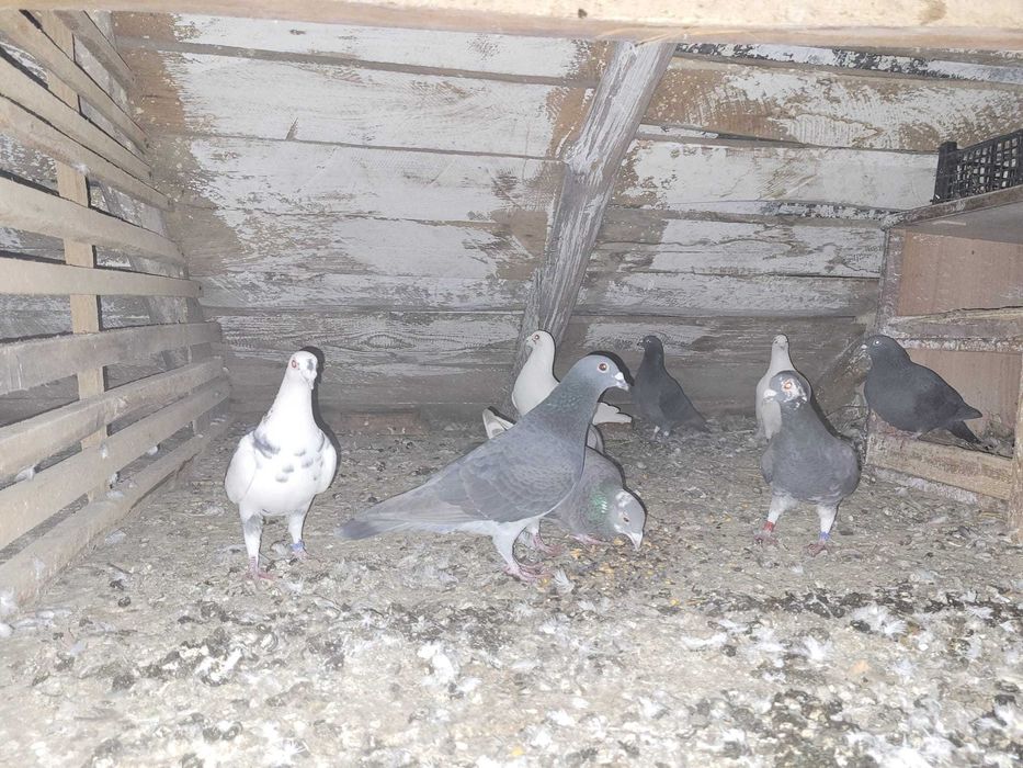 Vând sau schimb porumbei