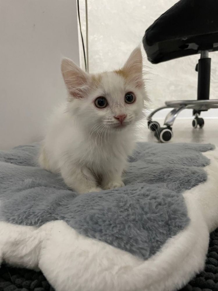 Отдам котёнка в добрые руки