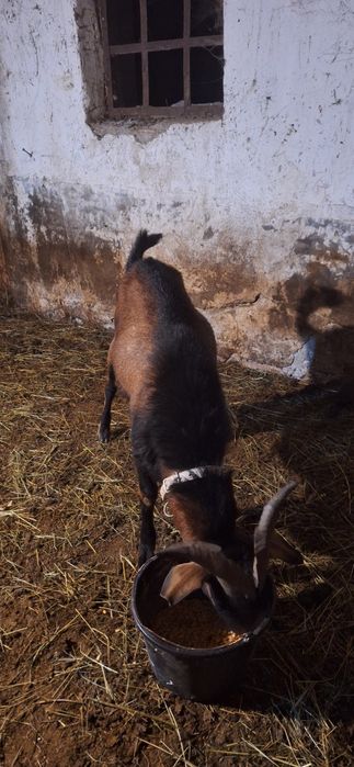 Vand sau schimb tapi din rasa alpin francez