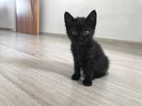 Дарю идеально черного котенка девочку