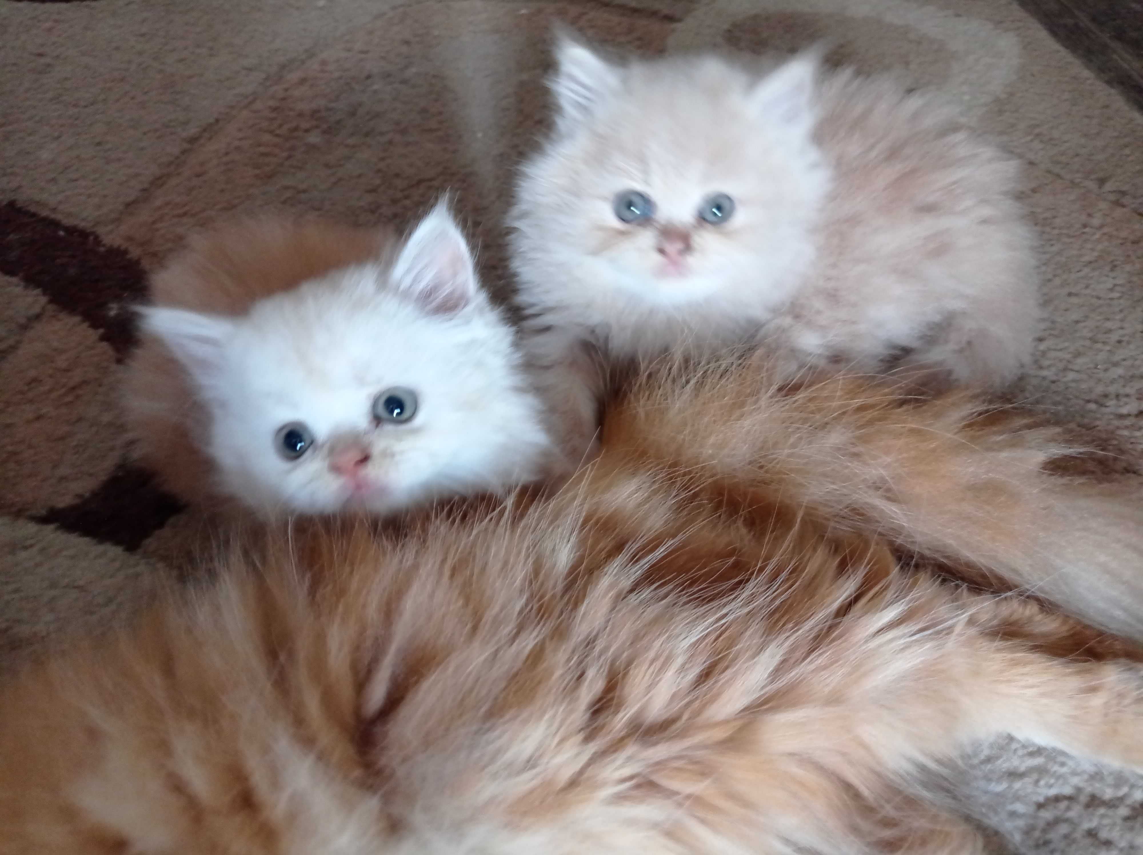 Продавам персийски котенца