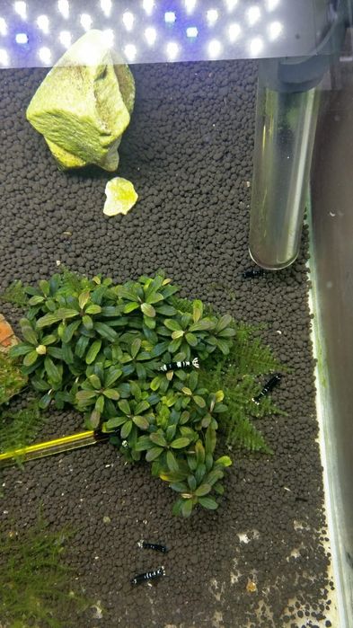 Bucephalandra , bucephalandre acvariu