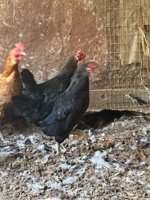 Продаются куры  оптом