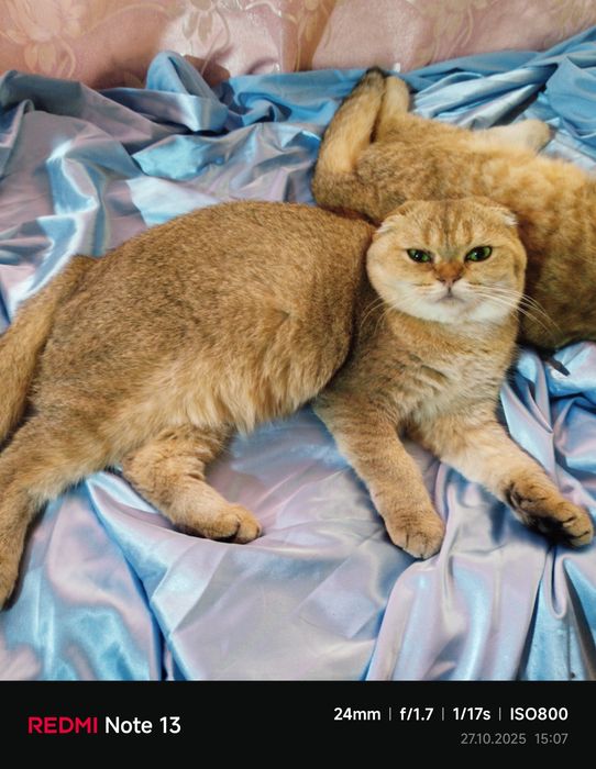 Продаётся чистокровная шиншилла