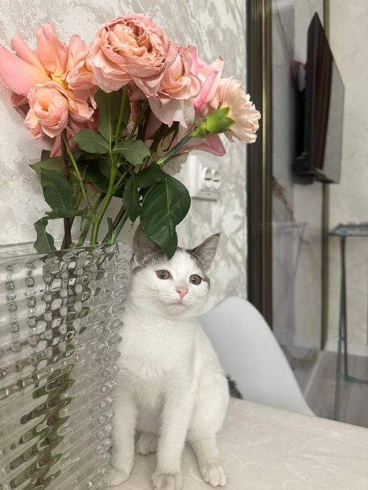 Отдам кота в хорошие руки