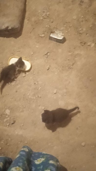 Екі Маргау бар бір ай болды жаксы бағатын адамга береміз