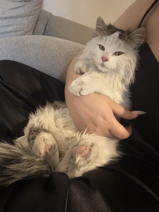 Котенок Сырок ищет дом