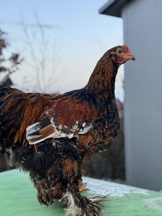 Cochinchina portelan  urias