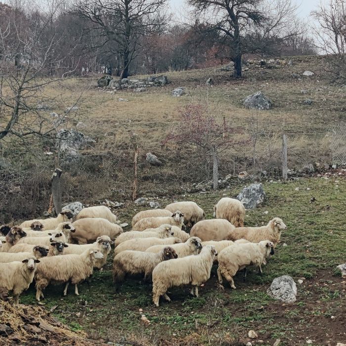 Oi bune de ținut de vânzare
