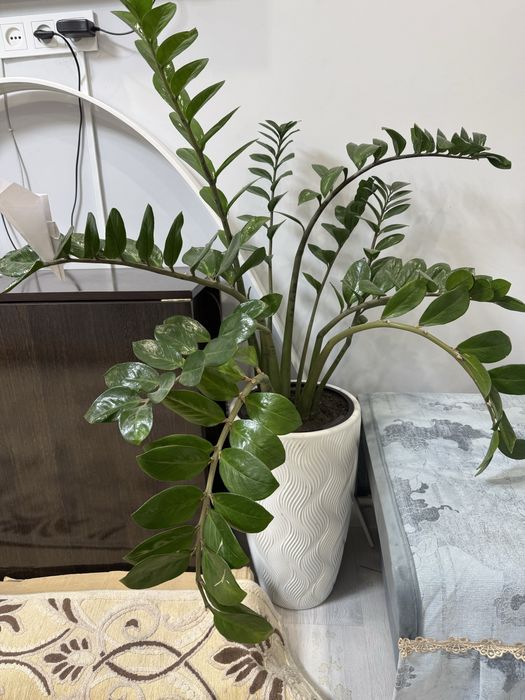 Цветы домашние 25 тысяч