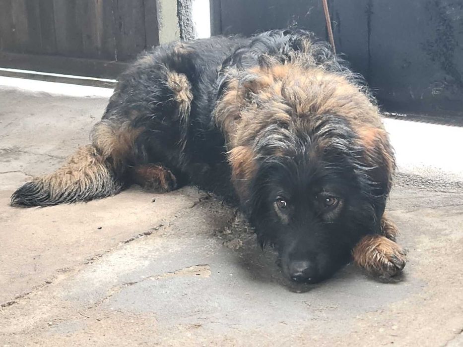 подарявам мъжко куче