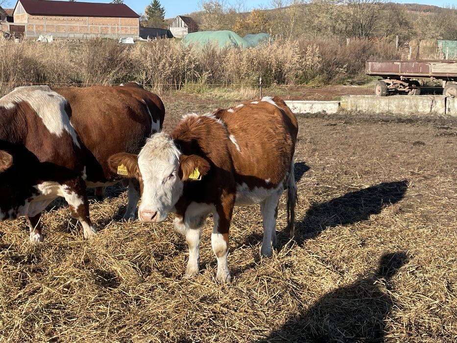 Juninci baltata romaneasca