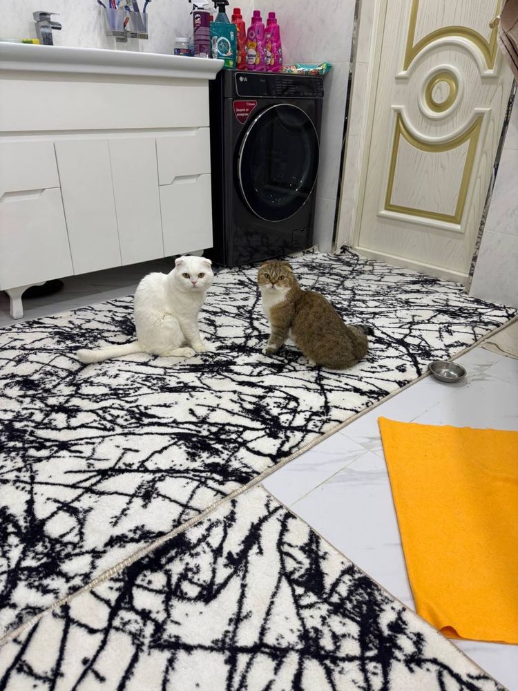 Продам кот и кошка 2