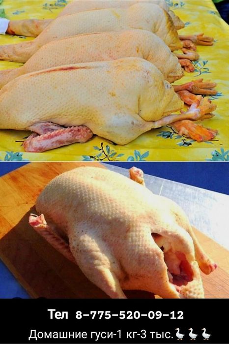 Домашние гуси, порода башкирские серая