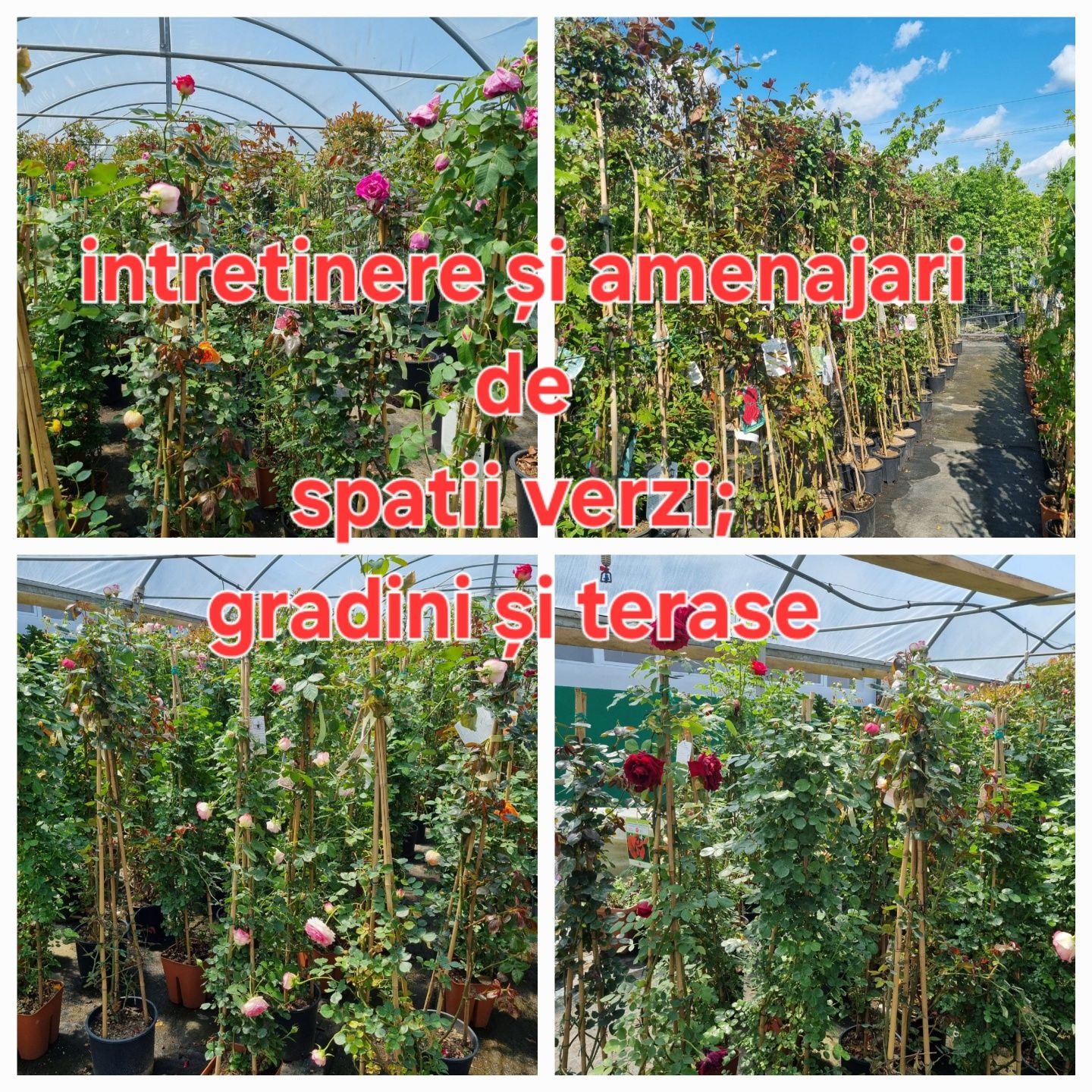 Gradinar și plante/pomi ptr gradina