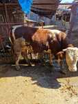 .Taur de 750 kg.