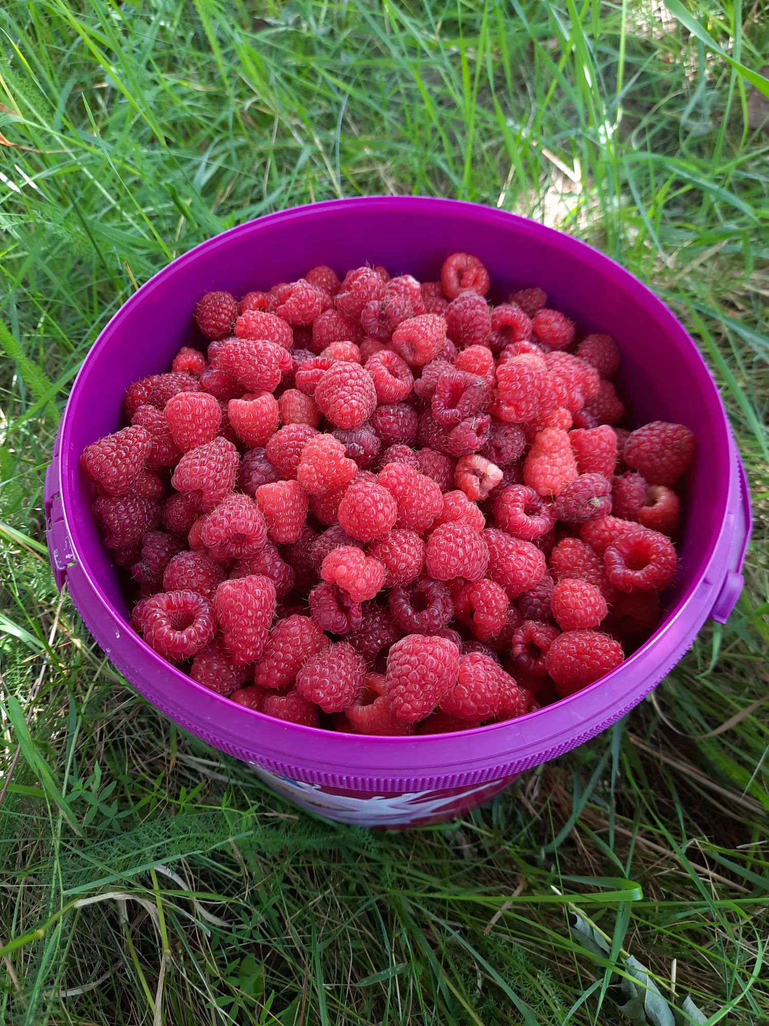 Butași zmeură Polka