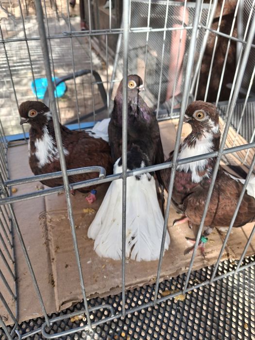 Vand porumbei cafenii codalbi