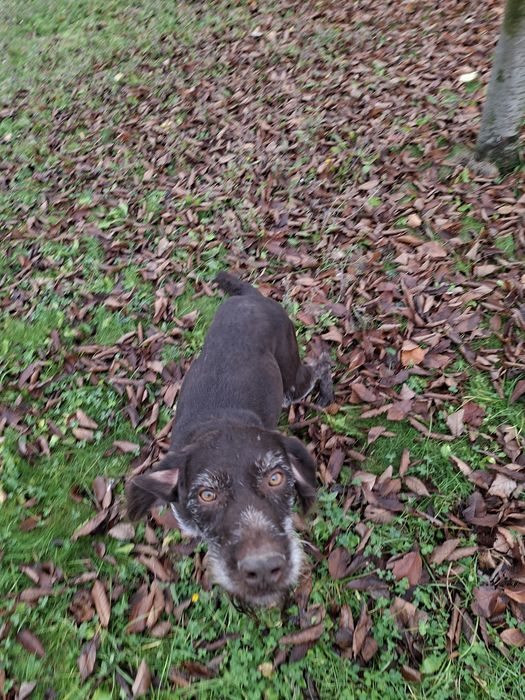 Brac german cu Pedigree