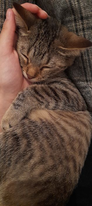 Котик за хорошие руки