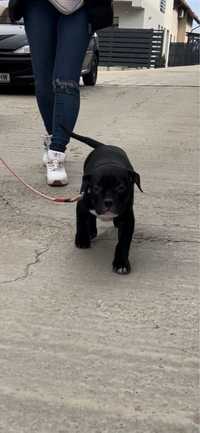 American Bully Poket