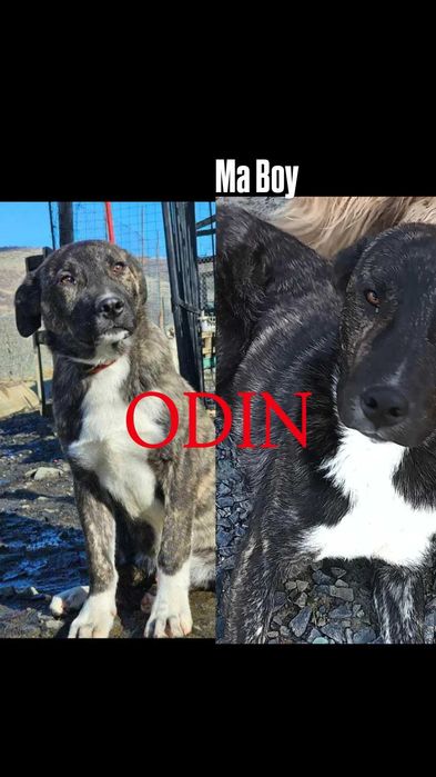 4 БОK x Малиноа микс Кученца