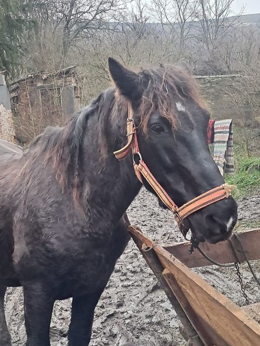 Vând cal castrat si mânz de 1 an