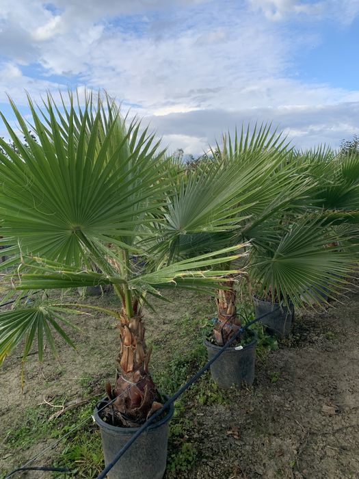 Palmier Washingtonia Robusta