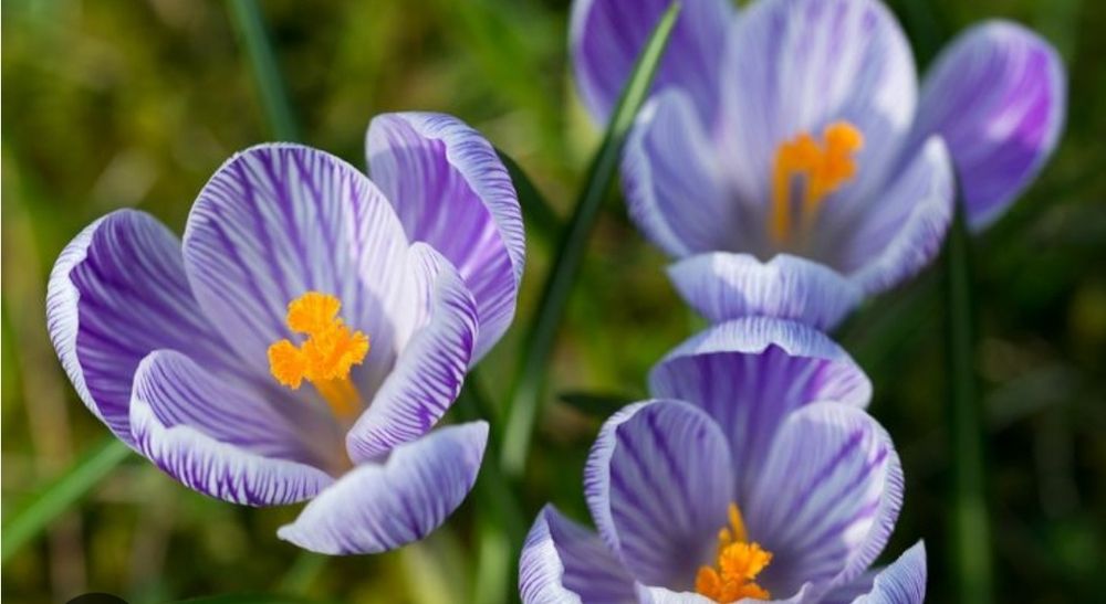 Крокус продам разние растения