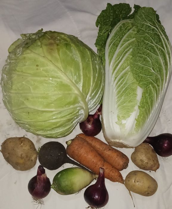 Продам овощи: капуста, морковь, редька.