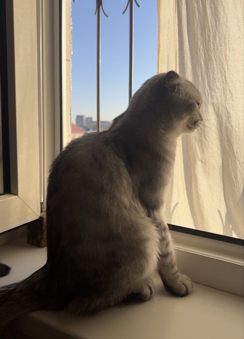 Кошка мраморная шиншилла