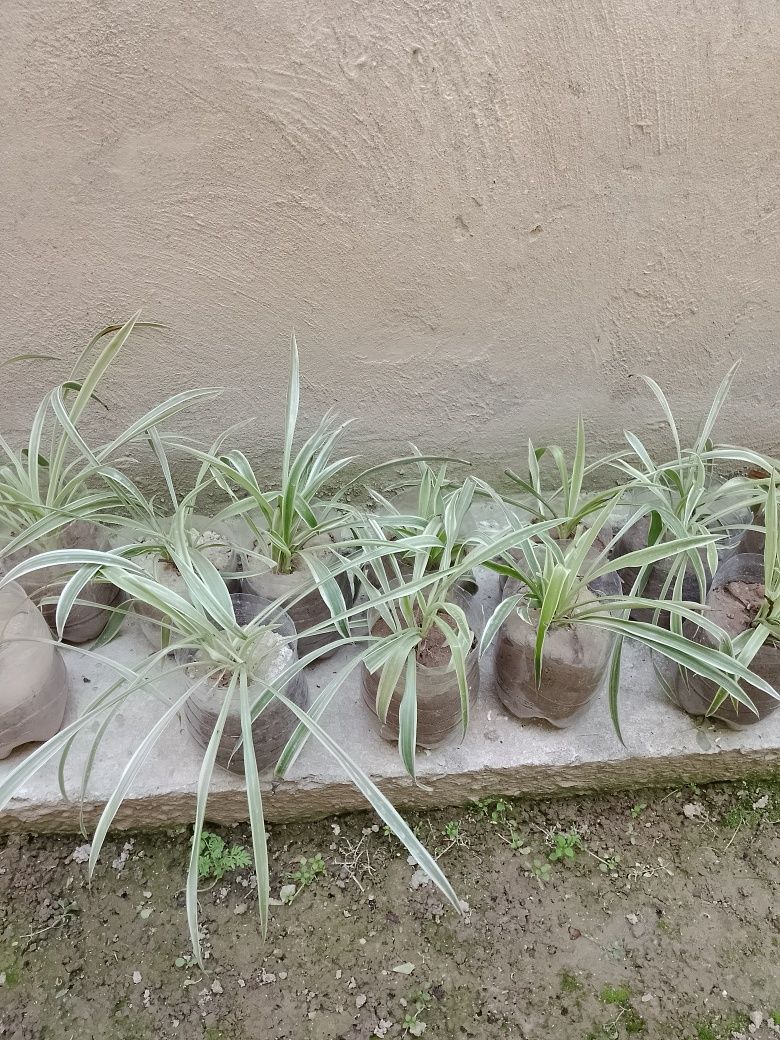Gullar sotiladi.