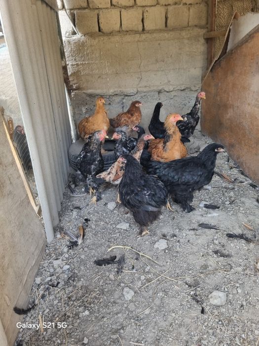 Brama jo'jalar sotiladi