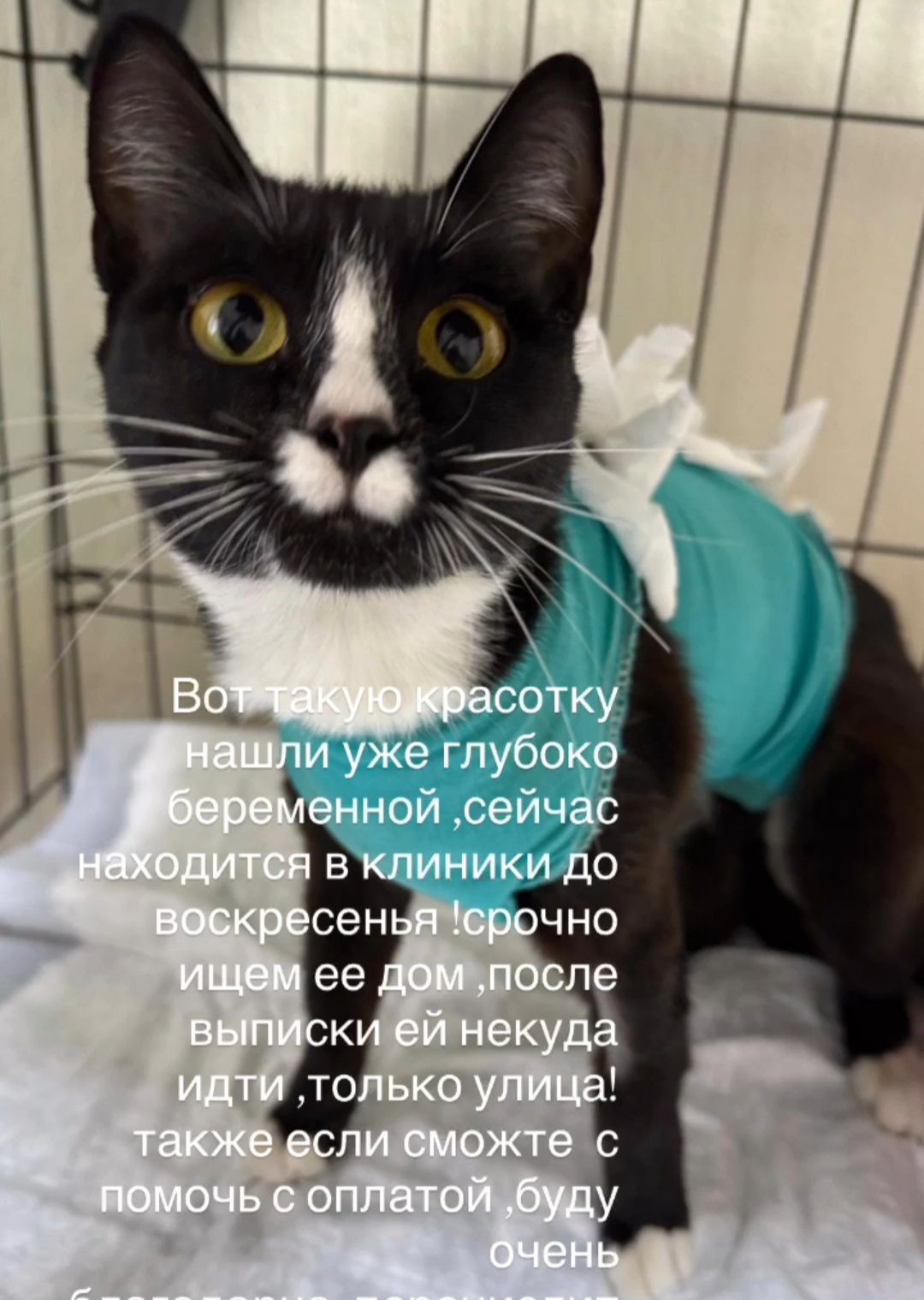 Кошка крысоловка ищет дом
