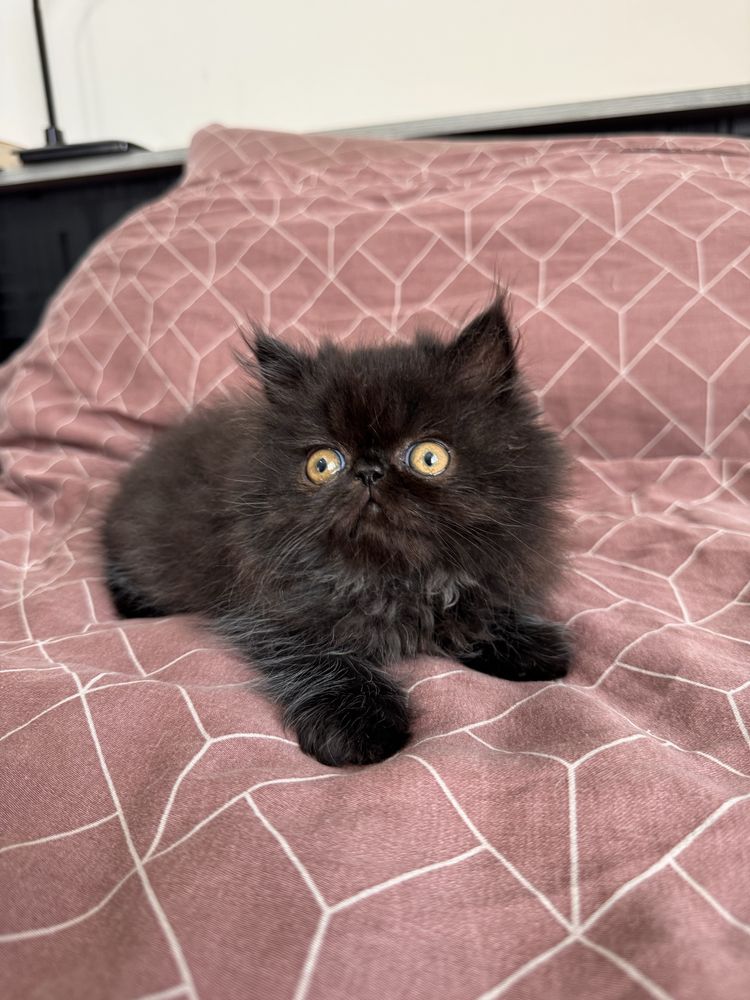 Персийски котенца, котета, котки