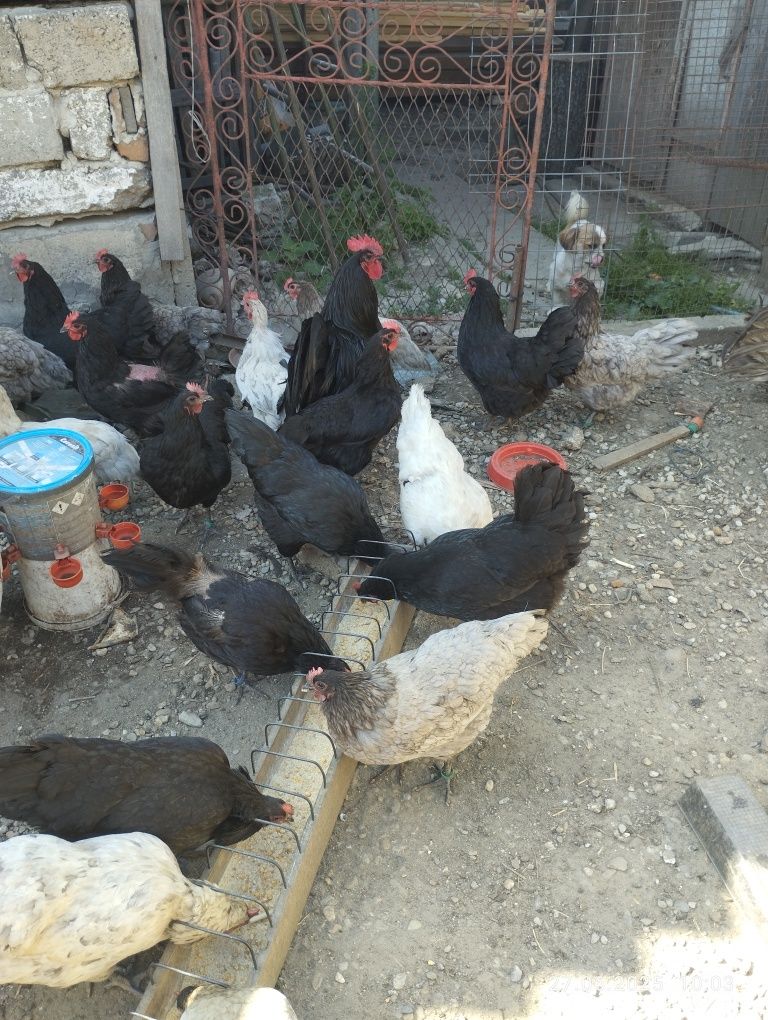 Găini australorp