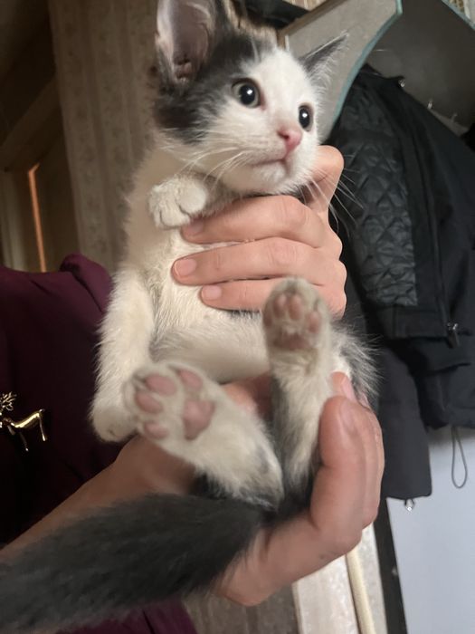 Дарю котенка девочку