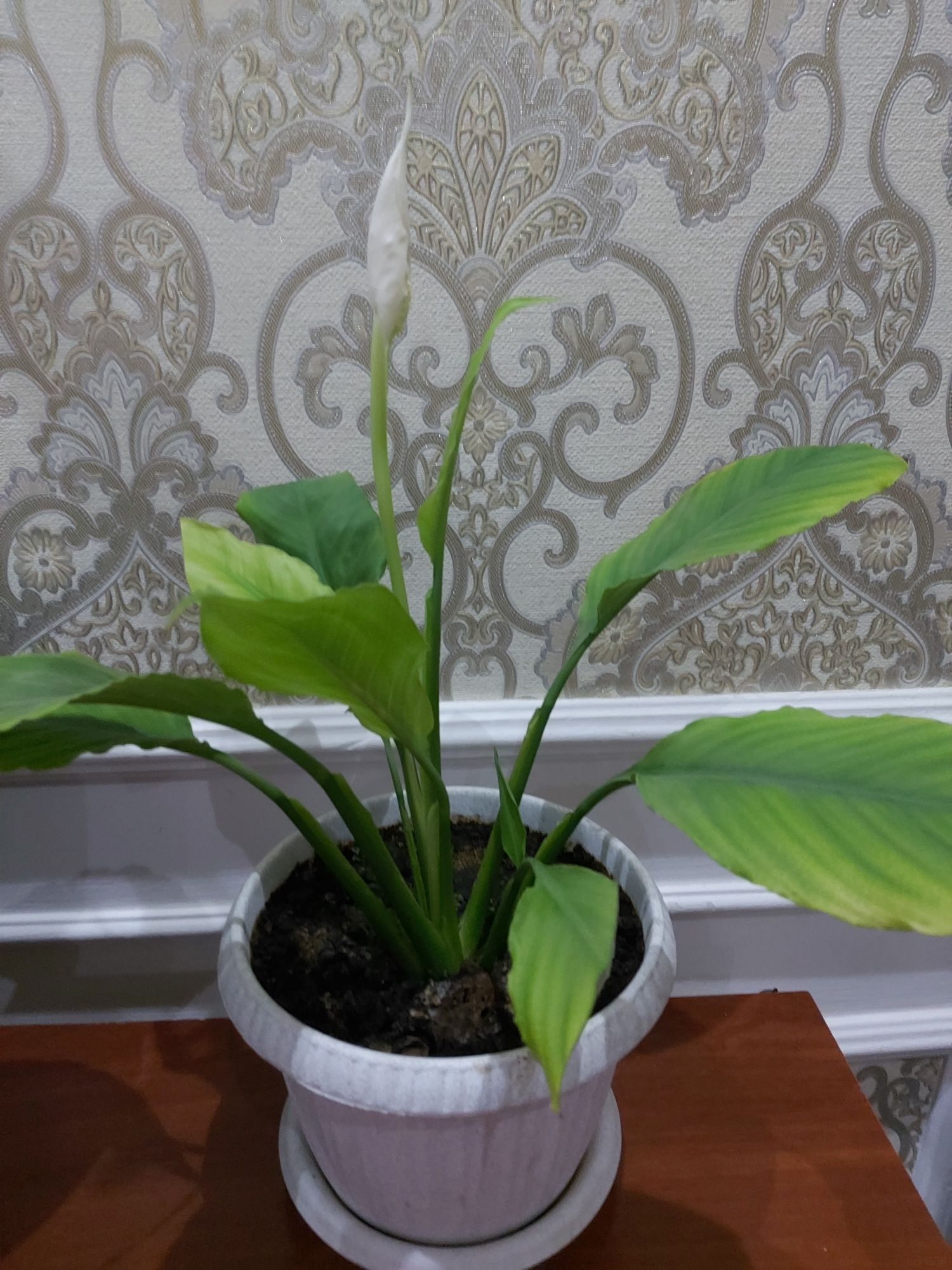 Растения для офиса и дома